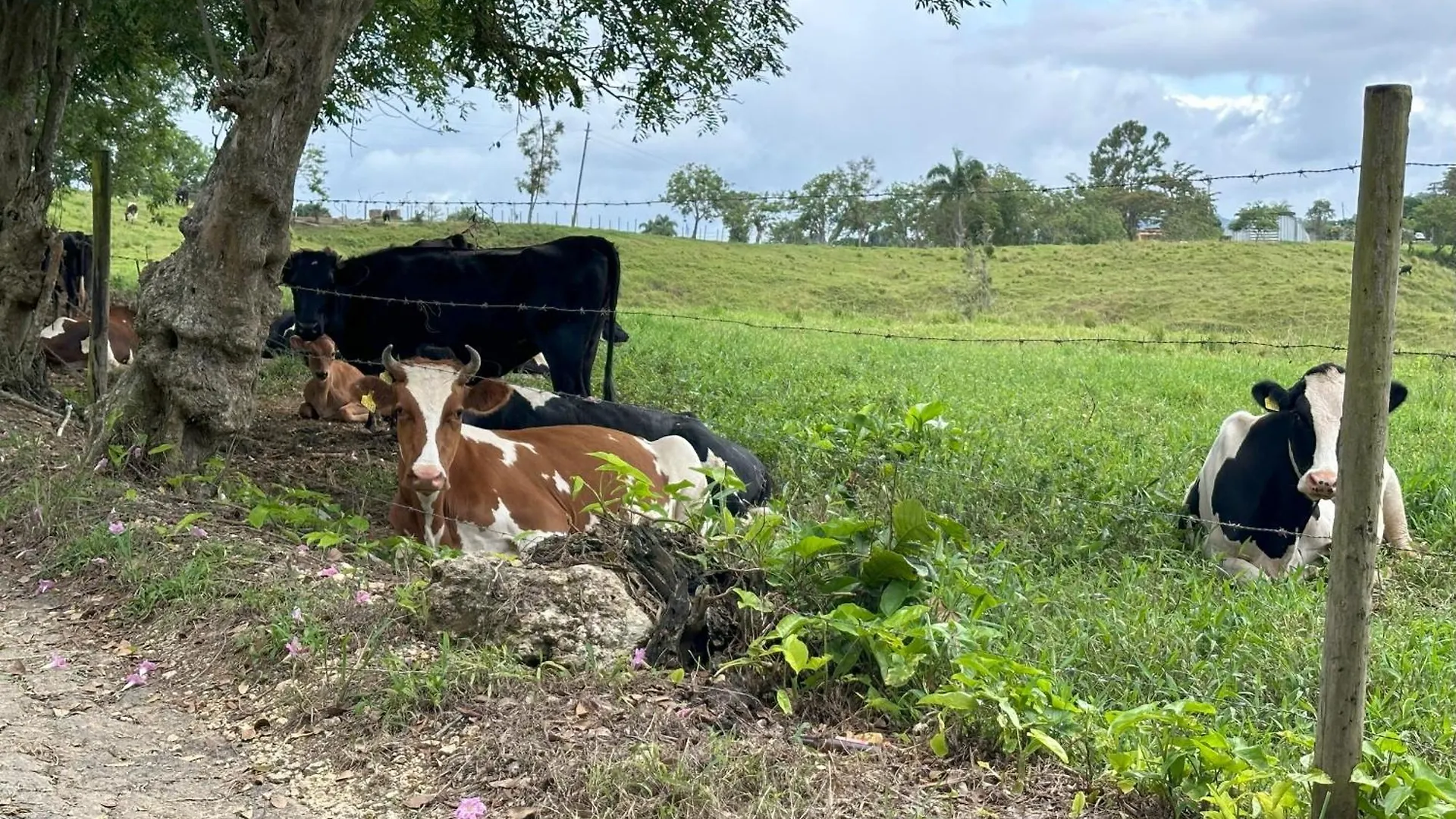 فيلا La Casita Amarilla En Utuado, Puerto Rico